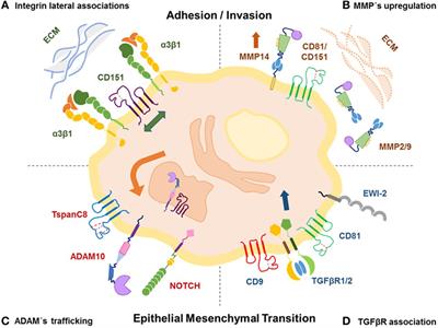 Immune Targeting of Tetraspanins Involved in Cell Invasion and Metastasis